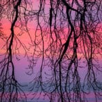 Tree branches in front of purple and pink sunset beauty of nature's sounds, smells, and sights